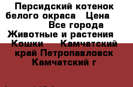 Персидский котенок белого окраса › Цена ­ 35 000 - Все города Животные и растения » Кошки   . Камчатский край,Петропавловск-Камчатский г.